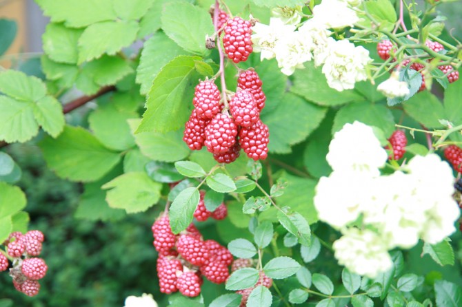 ブラックベリー