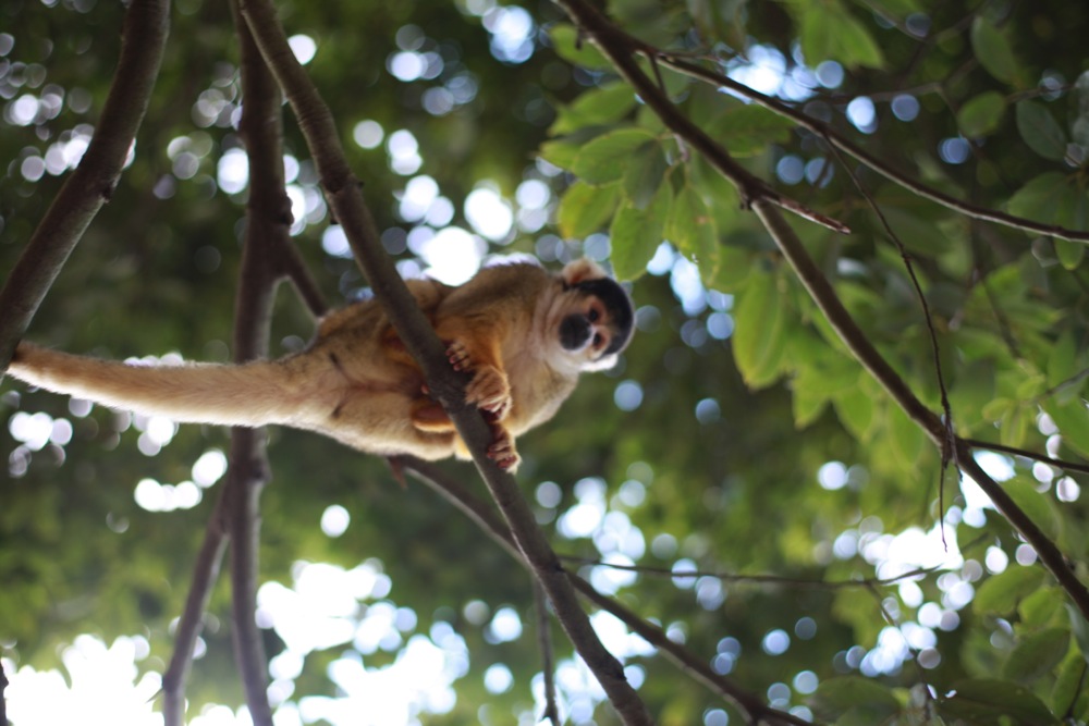 さる年なので。