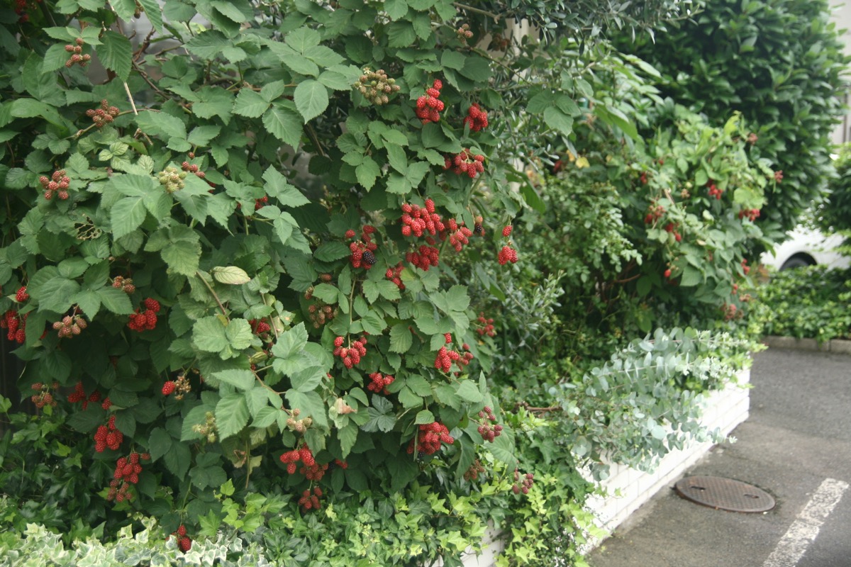 8月11日から16日までお休みします。